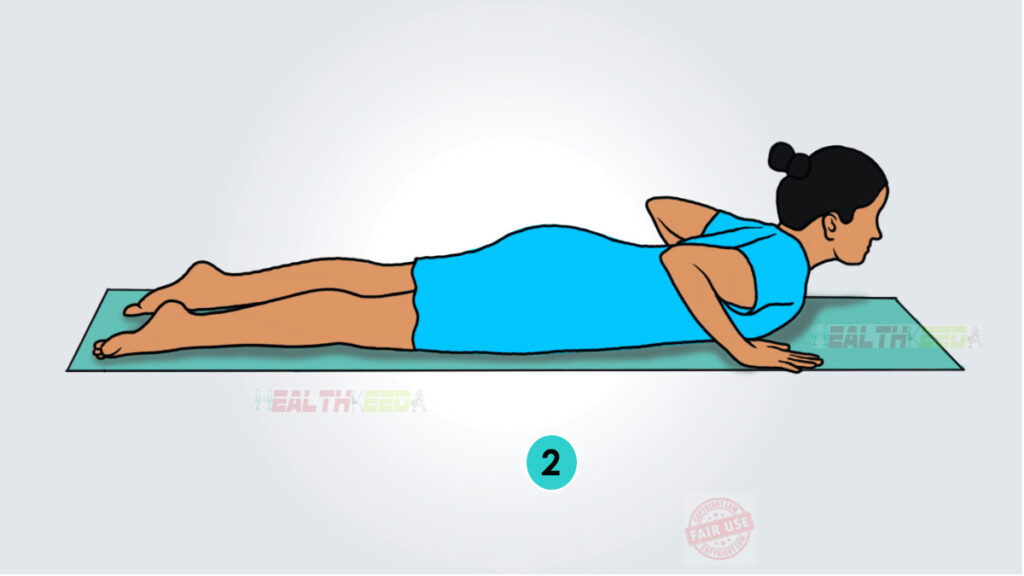 Bhujangasana/Cobra Yoga Pose Step 2 vector art