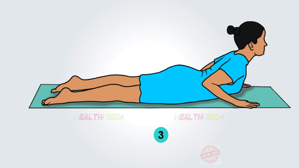 Bhujangasana/Cobra Yoga Pose Step 3 vector art