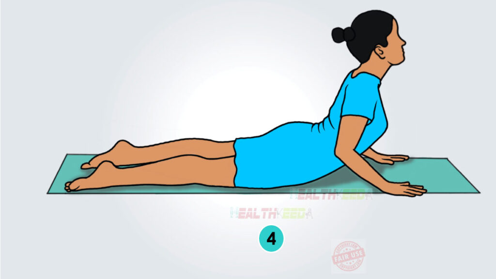 Bhujangasana/Cobra Yoga Pose Step 4 vector art