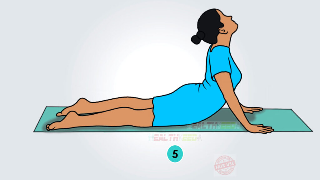 Bhujangasana/Cobra Yoga Pose Step 5 vector art